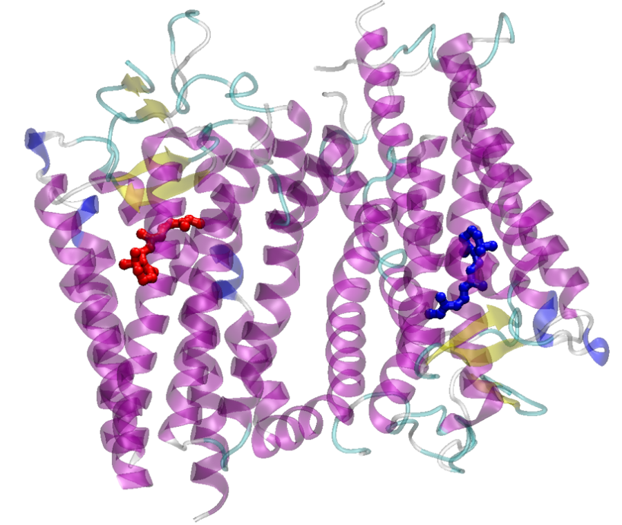 rhodopsin.png